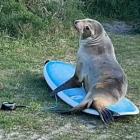 A sea lion (above and below) enjoys trying out a surfboard near St Clair Beach on Friday. PHOTO:...