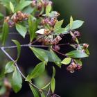 Pittosporum cornifolium can be found flowering in the Dunedin Botanic Garden in the New Zealand...