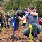 Chantal Whitby plants a totara at Sinclair Wetlands. Photo: Peter McIntosh