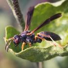 A female northern paper wasp, Polistes fuscatus. PHOTO: GETTY IMAGES