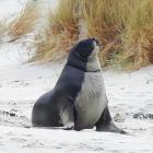 Two similar cases of a sea lion snared in fishing line occurred on Otago beaches in 2022, one of...