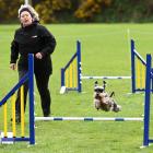 Vicky Fox, of Dunedin, puts her miniature schnauzer Ayla (Lala) through her paces at the Otago...