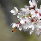 A bee early gathers pollen following a mild winter. Photo: Stephen Jaquiery