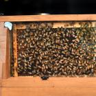 Dunedin Beekeepers Club president and apiarist Brian Ellis with his indoor hive which will be on...