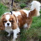 A Cavalier King Charles dog. Photo: Wikimedia Commons