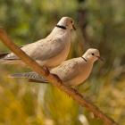 The Barbary dove has a very distinct call. PHOTO: NEALE MCLANACHAN   