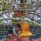 A kākā has been spotted in Waikaia, having been there for the past few months. PHOTO: SUPPLIED