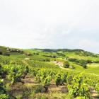 Vineyards in Beaujolais, France. PHOTO: GETTY IMAGES