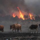 A farmer moves his cattle away from an encroaching wildfire near Ankara, Turkey last month. Photo...