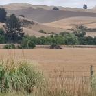 The hills north of Cheviot are showing the effects of a dry summer. Photo: Robyn Bristow