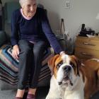 Oamaru Observatory Village resident Ella Lamb enjoys some time with visiting St Bernard, Luca....