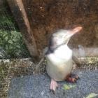 This juvenile yellow-eyed penguin (hoiho), suffering a possible dog bite, was rescued at...