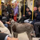 Smell of the dog. Never a dull moment on the Underground.