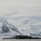 At this stage, Antarctic penguins did not seem to be affected by the deadly virus,  Massey...