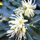 Illicium majus at Dunedin Botanic Garden. PHOTO: PETER MCINTOSH