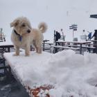 Coronet Peak manager Nigel Kerr’s dog, Oscar, feels the impact of the snow which arrived on the...