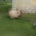 An East Friesian sheep set to be shorn by John Barker in the Czech Republic. PHOTOS: SUPPLIED