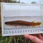 Waterway restoration on a farm near Timaru has helped bring about the return of endangered...