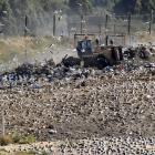 Black backed gulls fly as rubbish is bulldozed at the Dunedin city tip face. PHOTO: STEPHEN JAQUIERY