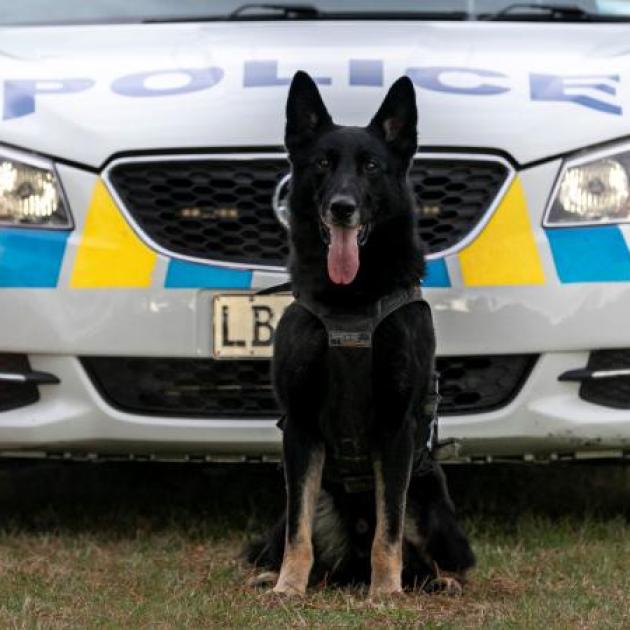 Mint is looking forward to a well-deserved retirement. Photo: Senior Constable Jacqui Manson /...