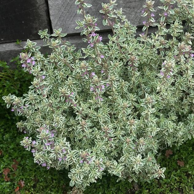 Trim woody herbs such as thyme to promote new growth.