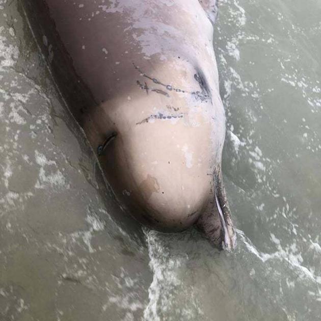 The southern bottlenose whale. Photo: Supplied