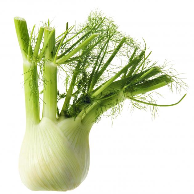 Fennel was used by Roman soldiers to keep them in good health, while Roman women ate it to...