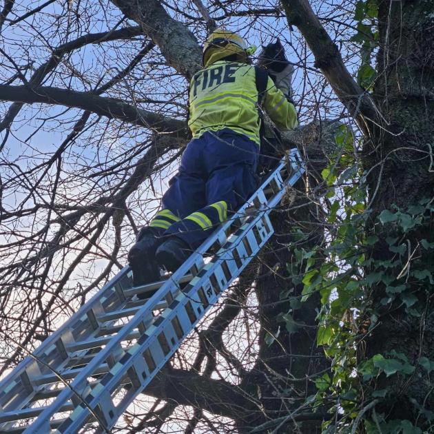 Lincoln volunteer firefighter Corey Swainson up the ladder with kitten Gus in hand. PHOTO:...