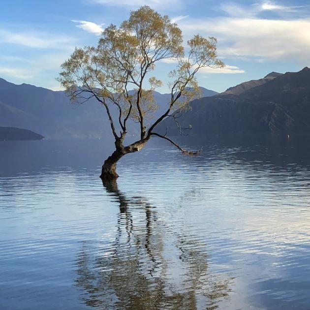 This willow in Lake Wanaka is a favourite beauty spot. Photo: ODT files  