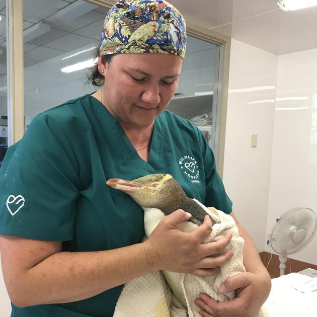 Wildlife vet Dr Lisa Argilla looks after an injured yellow-eyed penguin at the Dunedin Wildlife...