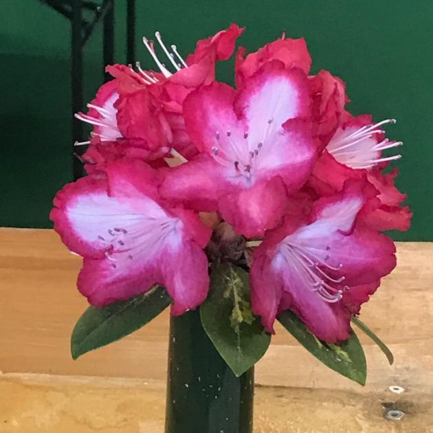 Lorraine Faris, of Dunedin, won first prize for her truss of rhododendron President Roosevelt.