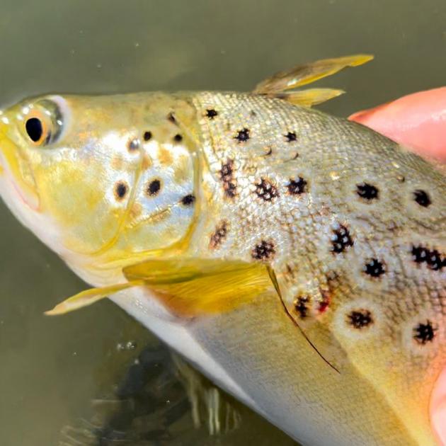 A rare "mohawk trout" caught, then released, in Glenorchy late last month. PHOTO: SUPPLIED