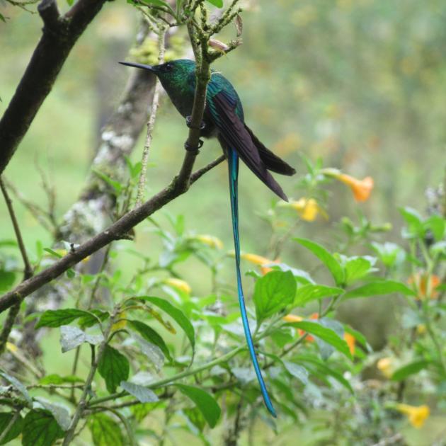 A long-tailed sylph, a kind of hummingbird.