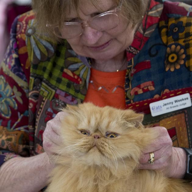 A Persian red tabby looks a bit grumpy as cat show judge Jenny Weekes assesses its coat and ears.