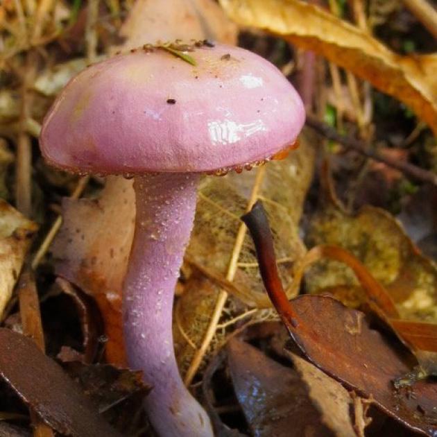 A Cortinarius species: C. aff. alboviolaceus (purple).