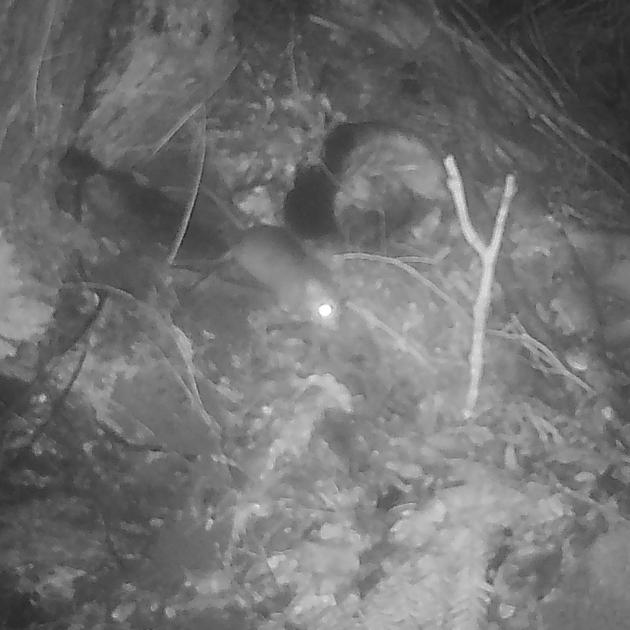 An image of a possible mouse was captured on trail cameras. Regional council Environment...