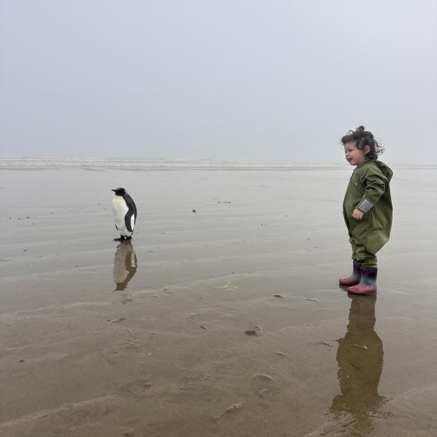 Gigi Owen was excited to spot a king penguin at Oreti Beach last week. PHOTOS: SUPPLIED