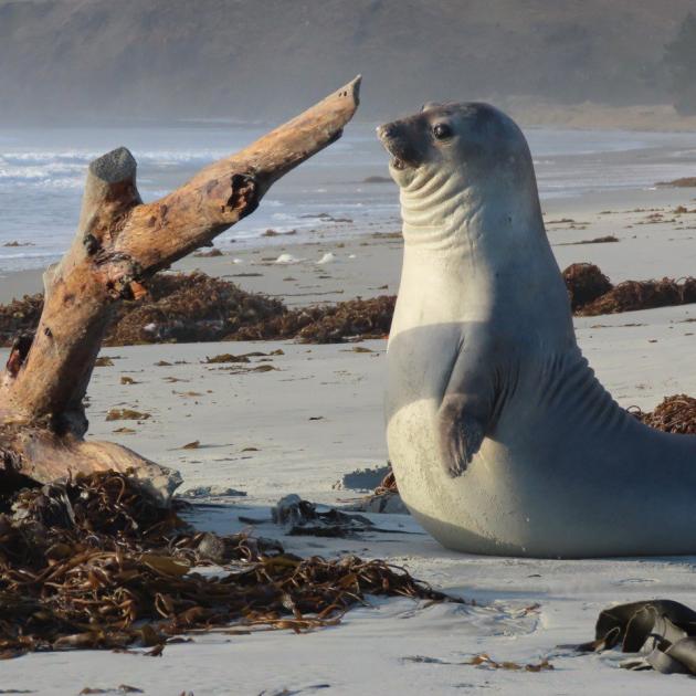 A juvenile elephant seal at Long Beach near Dunedin has charmed locals as it wrangled logs on the...