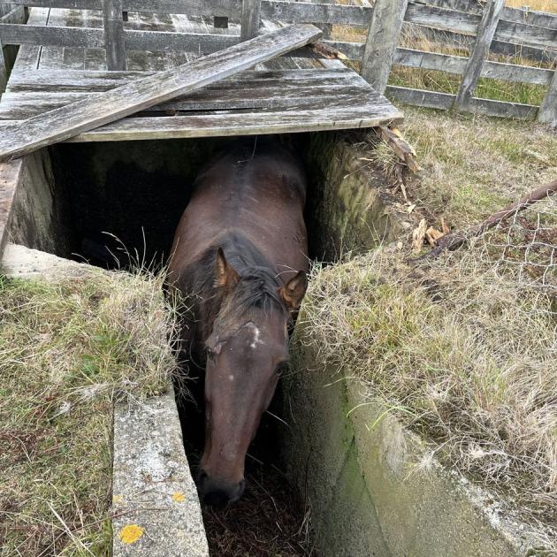 Retired race horse Cullen Star stuck in a 3m-deep sheep dip trench on Miles Notman’s Portobello...