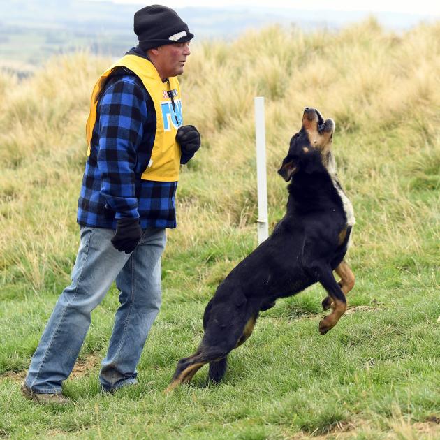 John Chittock and his huntaway Will compete in 2007 at the South Island Dog Trial Championships...