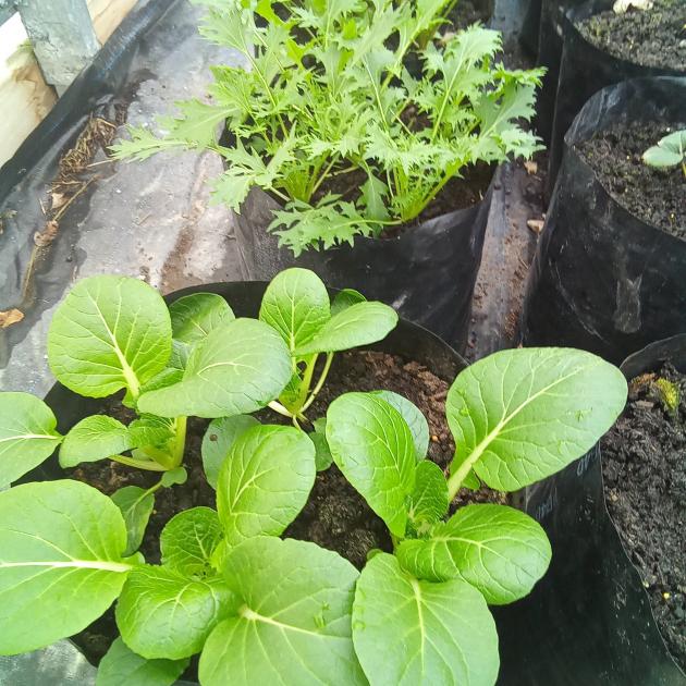 Pak choi and mizuna growing in a tunnel house.
