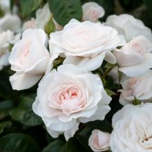 The St Hilda's Rose - produced especially for the 125th Anniversary by Matthews Nurseries.