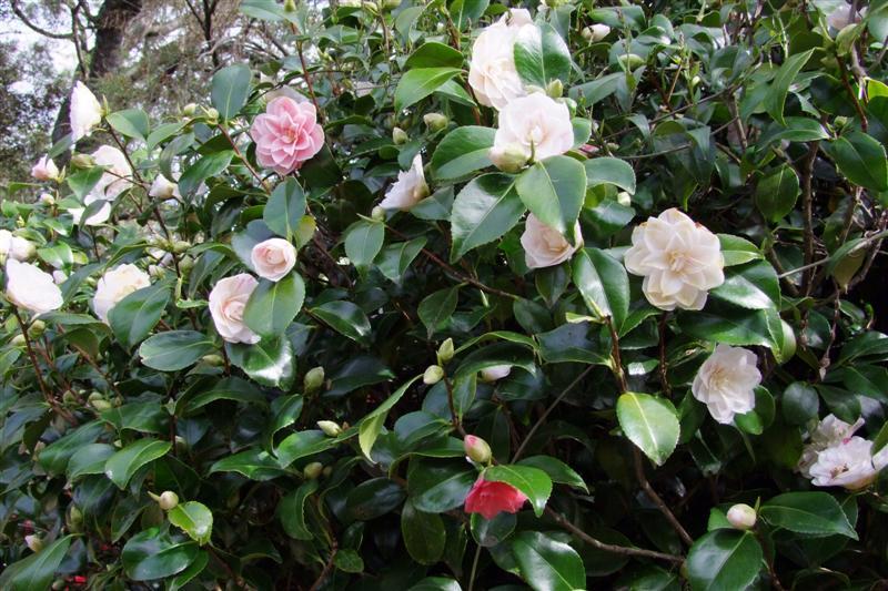 Easy Peasy Camellias Otago Daily Times Online News