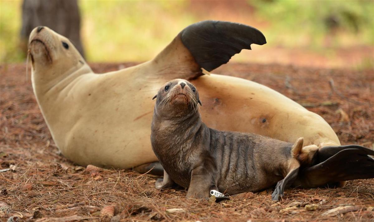 2 Sea Lions take on #6 - Point Loma Sea Lion Athletics