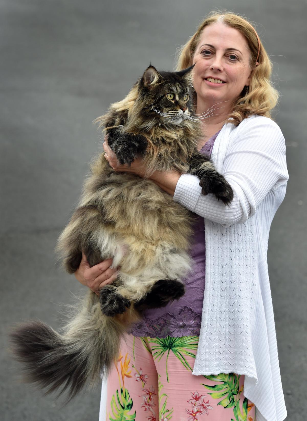 Plenty of variety at cat show | Otago Daily Times Online News