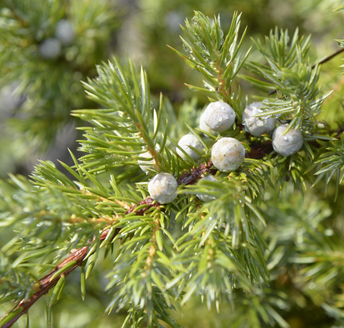 Versatile, varied junipers come in all shapes and sizes Otago Daily