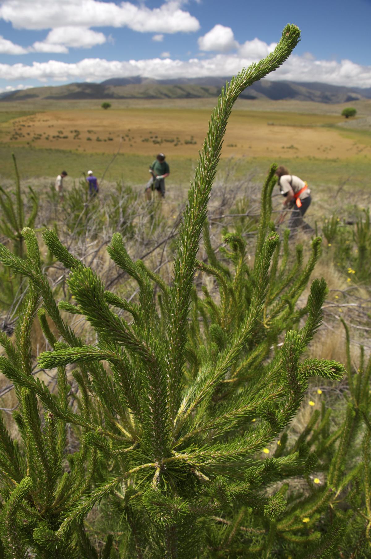 Wilding Pine Control Effort Set To Triple Otago Daily Times Online News 6498