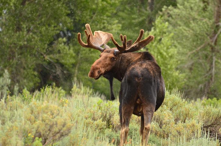 Pilot Claims To Have Spotted Elusive South Island Moose Otago Daily Times Online News