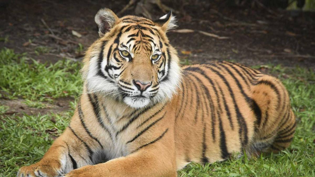 Tigers will don eye-popping orange hats in Lakeland