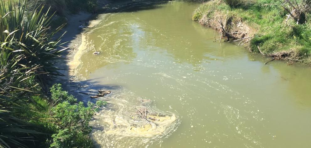 Tragic dog death prompts warning over river algae - NZ Herald